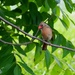 Female Cardinal