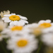 Little Daisies 