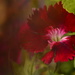 Dianthus red velvet~~~~