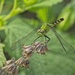 Green Dragonfly 