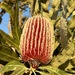 Banksia menziesii  IMG_6892