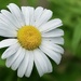 Shasta Daisy