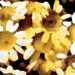 Chamomile Fantasy 