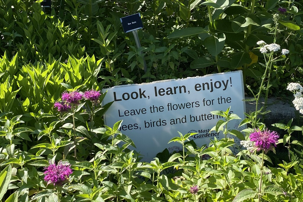 Sign in the library garden by tunia