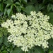 The beautiful Elderflower.