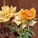 Roses in my Garden