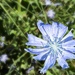 Chicory