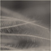 5 - Gossamer