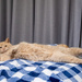 Paint Me Like Your French Cats