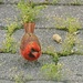 Cardinal