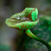 Forest Alien