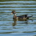 Wood Duck