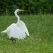 Dancing in the grass