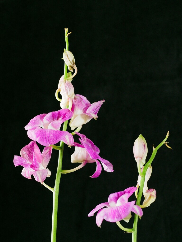 Balcony Orchid    by ianjb21