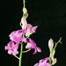 Balcony Orchid   