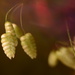 Breezy Briza-minor~~~~~