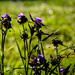 In the morning dew