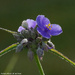 Morning Spiderwort 