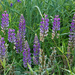Lupine Line-Up
