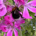 Bumble Bee