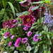 Flower Pot