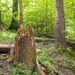 Stump