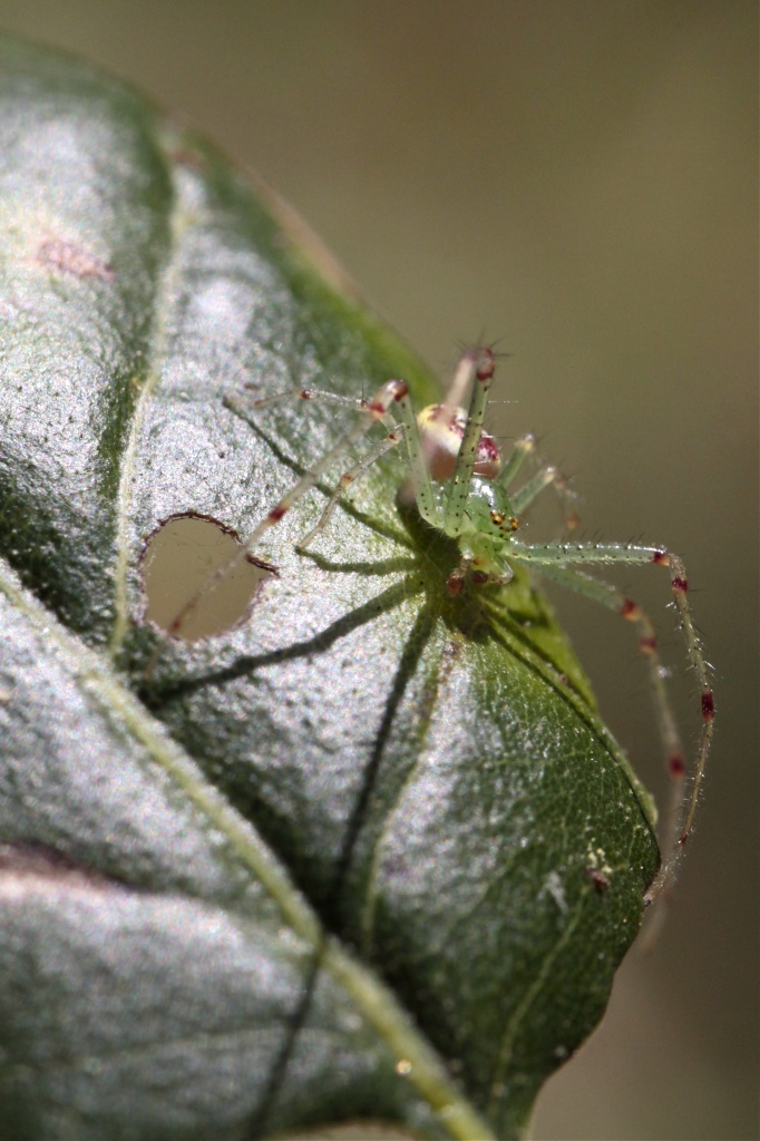 Crab Spider by robv