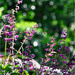 Purple petals sway gently in the breeze as silent wishes drift on wings of bees