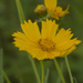 Tickseed