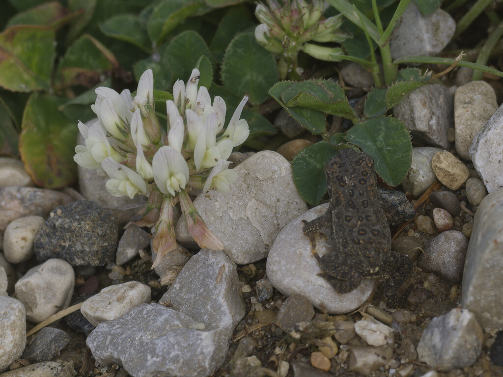 American Toad by clover by rminer
