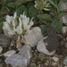 American Toad by clover
