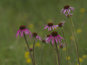 6th Jun 2026 - pale purple coneflowers 
