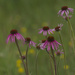 pale purple coneflowers 