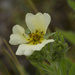sulphur cinquefoil