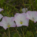 field bindweed