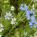 Nigella... 
