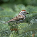 More nest building
