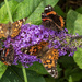 Butterfly Bush Overload