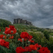 Bamburgh Poppies