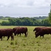 A Rural Scene