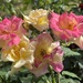 The Magic Rose aka Masquerade