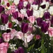 Pinks and Purples