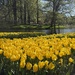 Tulips at the Lake
