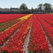 Tulip Fields