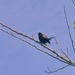 Branch and Blackbird
