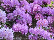 6th Jun 2026 - In dappled light