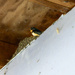 Barn Swallow Nesting