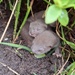  Baby Otters