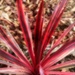 Cordyline 