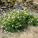 Sea Campion